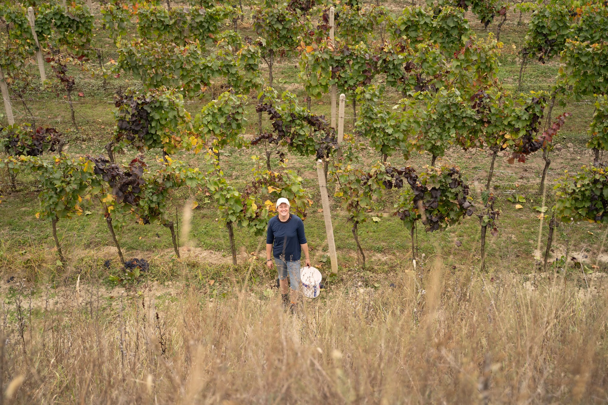 Vinobraní